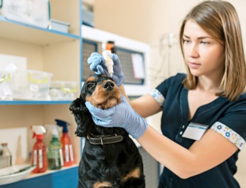 Exames veterinários: conheça os principais e entenda a importância deles